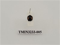 藏品(黃斑盤瓢蟲)的圖片